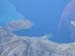 Albania0101