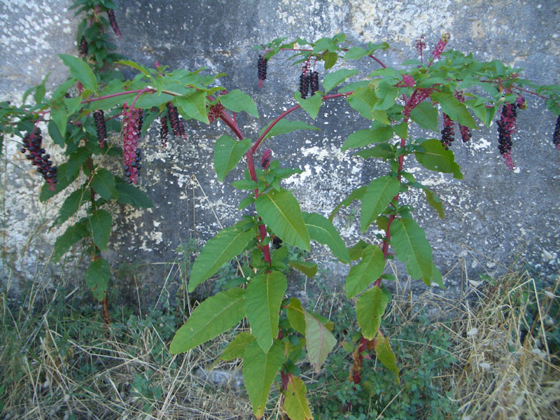 corfu0061
