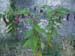 corfu0061