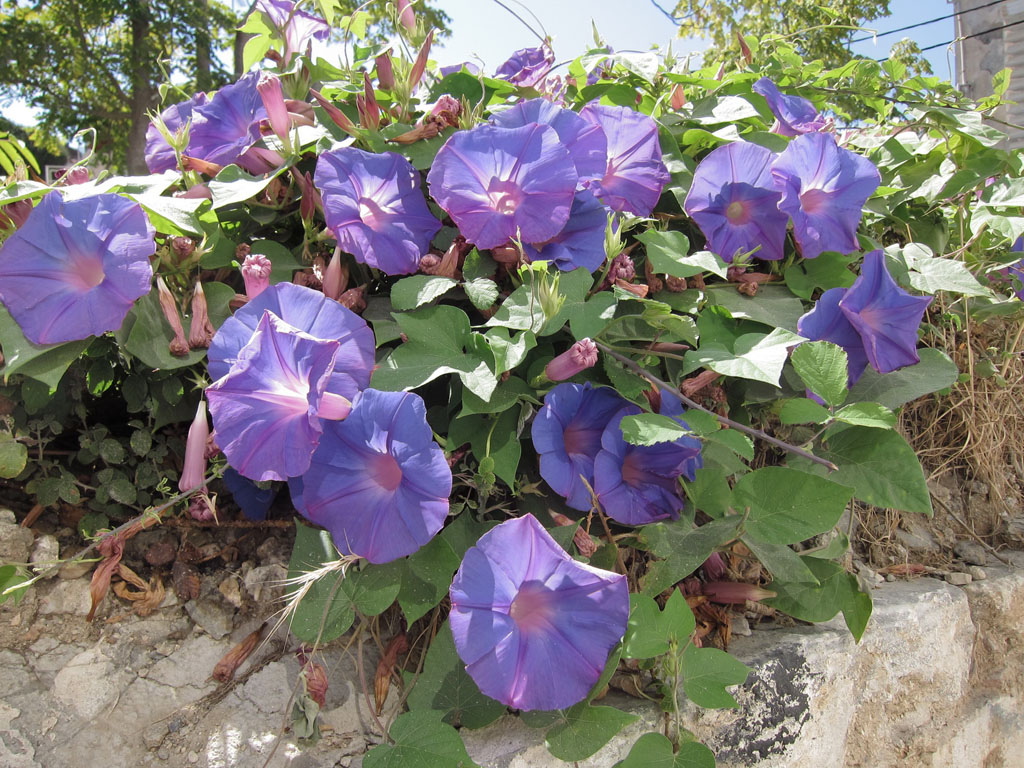 file-0450