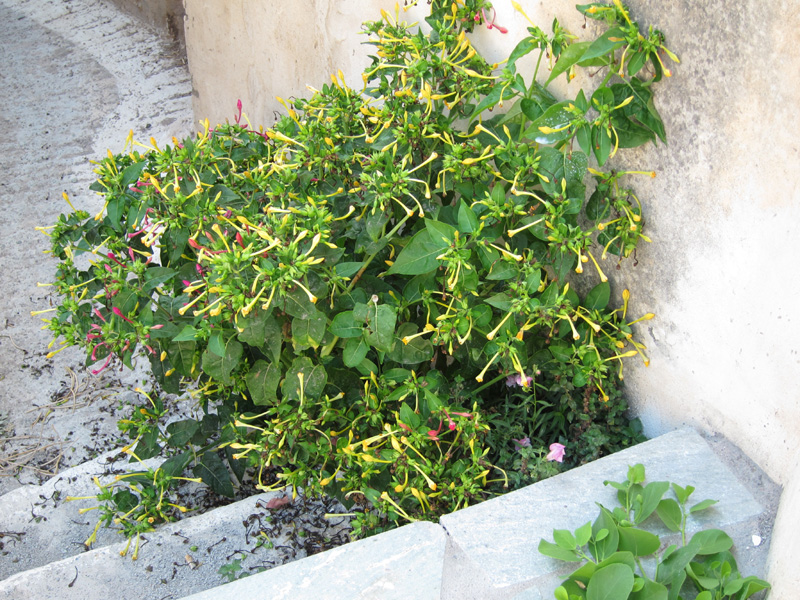 kithira0031
