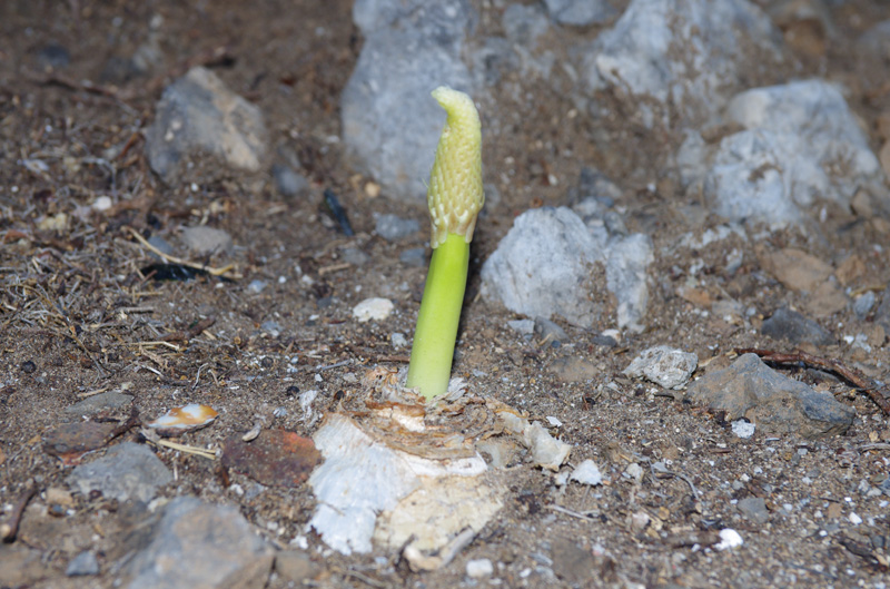 kithira0044