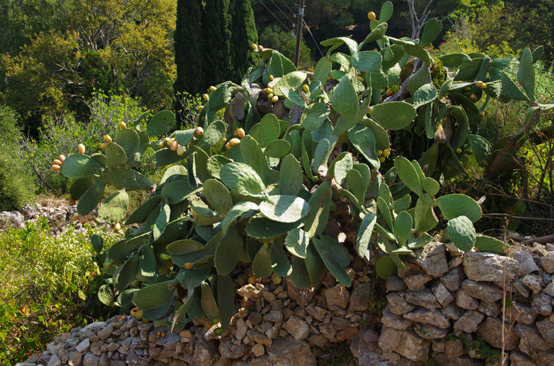 kithira0050