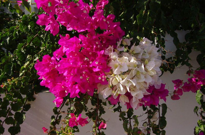 kithira0079