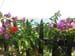 kithira0081