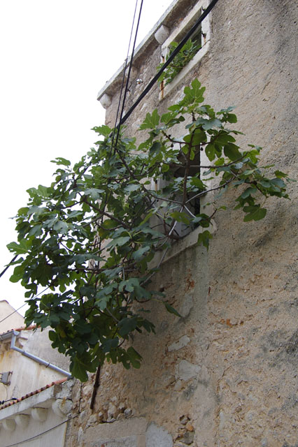 IMGP3143
